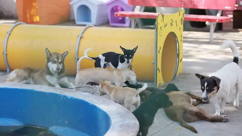 Perritos rescatados en el Centro de Atención Animal en la ciudad de Durango